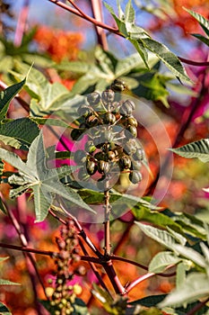 Green Castor Bean Plant