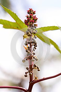 Green Castor Bean Plant