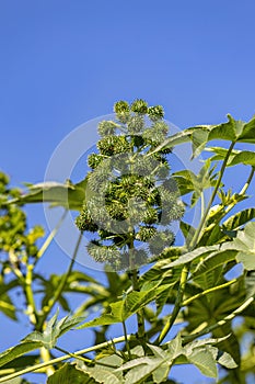 Green Castor Bean Plant