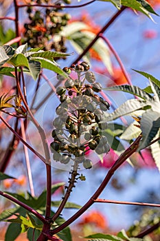 Green Castor Bean Plant