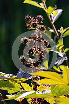 Green Castor Bean Plant