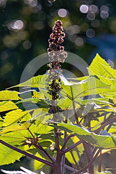 Green Castor Bean Plant