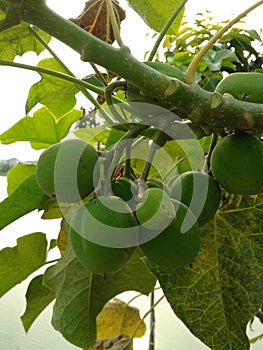 green castor fruit