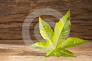 Green castor leaf - Ricinus communis - Text space