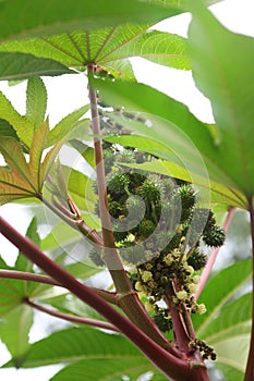 Green Castor oil plant