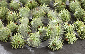 Green castor seeds - Ricinus communis. Top view