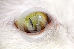 Green Cat Eye Macro