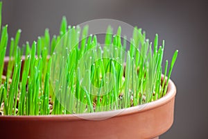 Green cat grass with dew drops grows in a ceramic flower pot in macro. Oat grass plant in terracotta pot. Selective