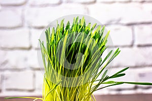 Green cat grass with dew drops grows in a ceramic flower pot in macro. Oat grass plant in terracotta pot. Selective