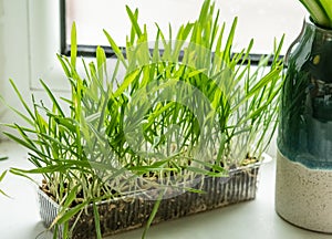 Green cat grass growing in a plastic vase