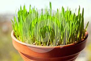 Green cat grass with grows in a ceramic flower pot in macro. Oat grass plant in terracotta pot. Selective focus on