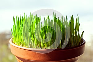 Green cat grass with grows in a ceramic flower pot in macro. Oat grass plant in terracotta pot. Selective focus on