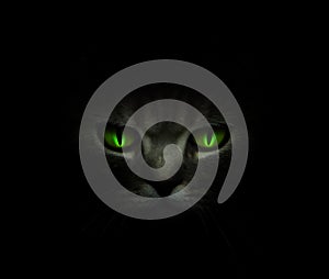 Green cat's eyes glowing in the dark