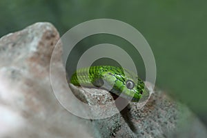 Green Cat Snake