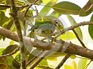 The green catbird Ailuroedus crassirostris