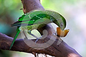 Green catbird eating fruit