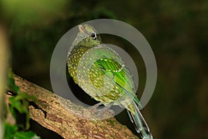 Green Catbird in Queensland Australia