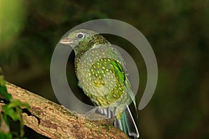 Green Catbird in Queensland Australia