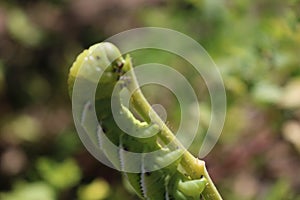 Green catepillar climbing a green stem. photo