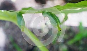 Green caterpilar bite giant Taro leaf