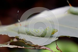 Green caterpilar bite giant Taro leaf