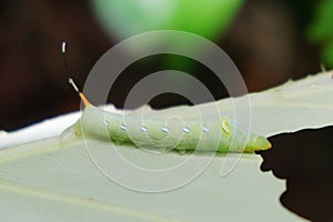 Green caterpilar bite giant Taro leaf