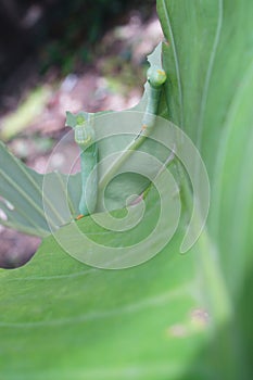 Green caterpilar bite giant Taro leaf