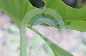 Green caterpilar bite giant Taro leaf