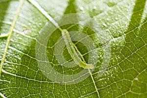 Green caterpillar