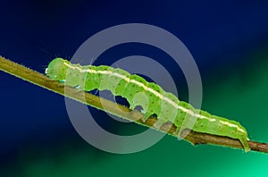 Green caterpillar