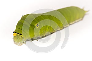 Green caterpillar