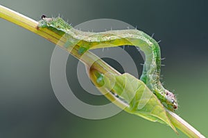 Green caterpillar