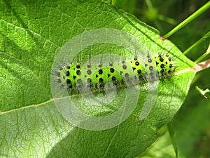 green caterpillar