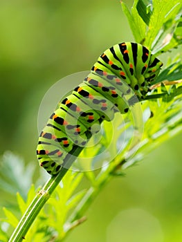 Green caterpillar