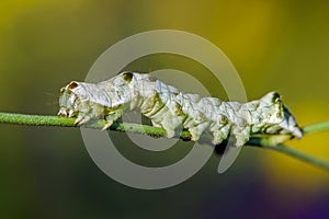 A green caterpillar with a beautiful pattern