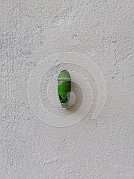 Green Caterpillar begins to pupate