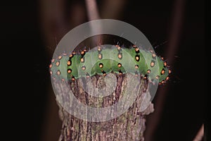 Green caterpillar on branch