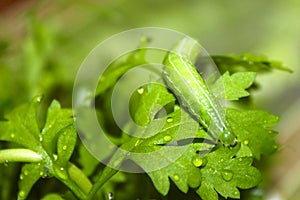 Green caterpillar butterfly eats fresh leaves of lettuce, blurry and soft background