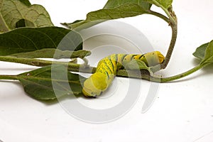 Green caterpillar of the butterfly moth with green leaves photo