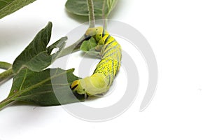 Green caterpillar of the butterfly moth with green leaves photo