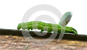 Green Caterpillar Carries Wasp Cocoon Burden