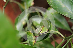 Green caterpillar clings, creeping on a citrus leaf photo