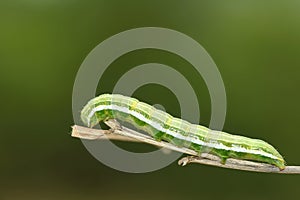 Green caterpillar