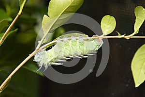 Green caterpillar in the stage of cocoon formation on green leaf. Thread cocoon. First stage of the formation of the chrysalis of