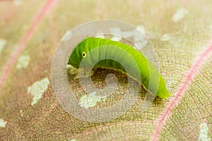 Green Caterpillar crawl on the leaf.