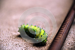 Green caterpillar crawling through sand along the rebar