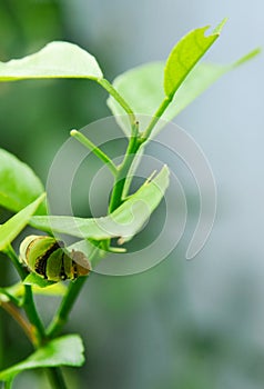 A Green Caterpillar on a Lime Tree