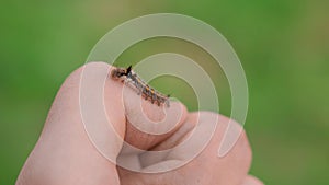 A green caterpillar crawls on a person