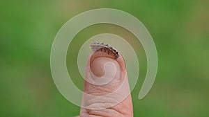 A green caterpillar crawls on a person