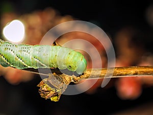 A green caterpillar creeps along a fresh sprout of a tree